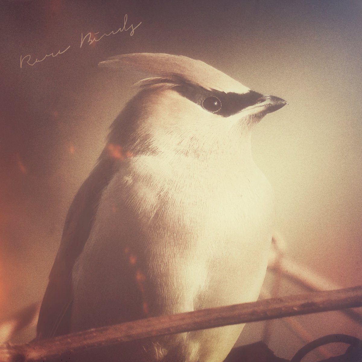 【pre-order】
Ben Sadock &amp; Uwanosora『Rare Birds』[Uwanosora]6trks.CD 特典付き
ウワノソラ新作9/30発売!! 
当店でもお取扱い致します。
blue-very.com/?pid=182529780