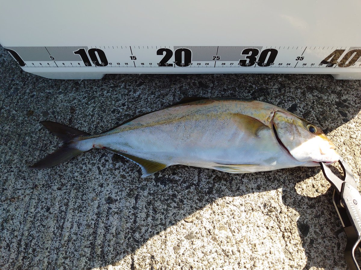 hiromifukutomi's tweet photo. えー刺し身が食える🐟️
ジグ、プレートともに不発の中、IJが正解の日。ウグイはip10
まだまだ夏
#コアマンの夏
#ij16
#ip10 https://t.co/Xwy5DvMkK2