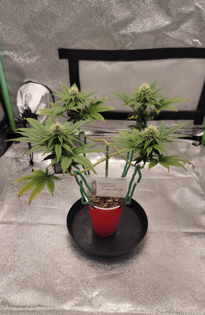 AlienFogMachine's tweet photo. Back to green! Mid-week 5 of flower for #BlueberryOG from @BarneysAms Just in time to pack on some weight. The #sf1000 is at 80% #TrippySoloCupChallenge @Slim_Jezuz710
#spiderfarmer
#homegrown #growyourown #organiccannabis https://t.co/i3ObNco53r