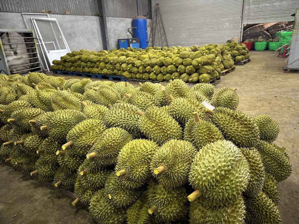 FeiSunshineCode's tweet image. The durian has dense flesh, soft and waxy, smooth and tender.
The smooth texture is like ice cream
Contact me: sunshinecode.net
Email: fei@sunshinecode.net
Whatsapp: 8615206926174
Wechat/phone: 8615098980691