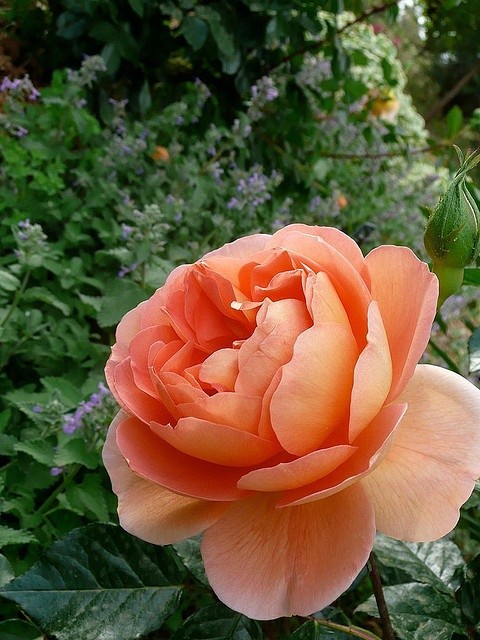 MalarElias's tweet image. Good Morning 😍 
Have a good day.
#GoodmorningtTwitterWorld
#flowerphotography