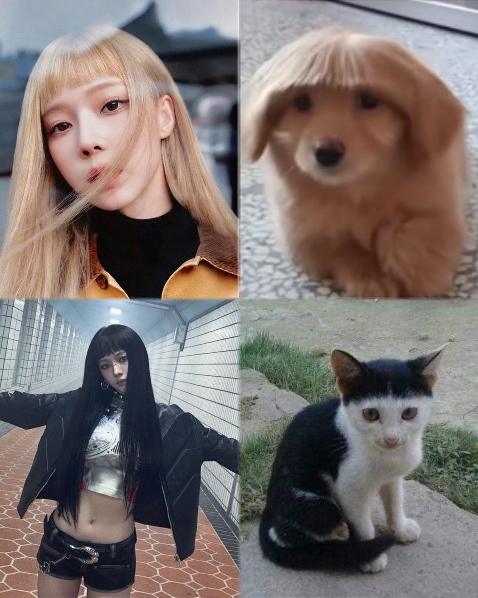 chroash's tweet photo. 🐶🐱😂 https://t.co/tJZhRudOaU