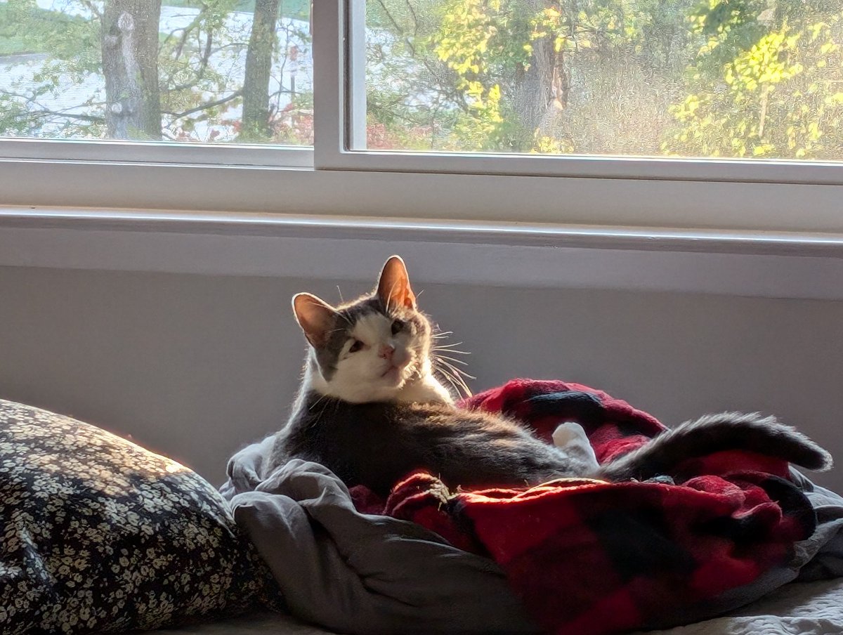 ibopfufen tweet media