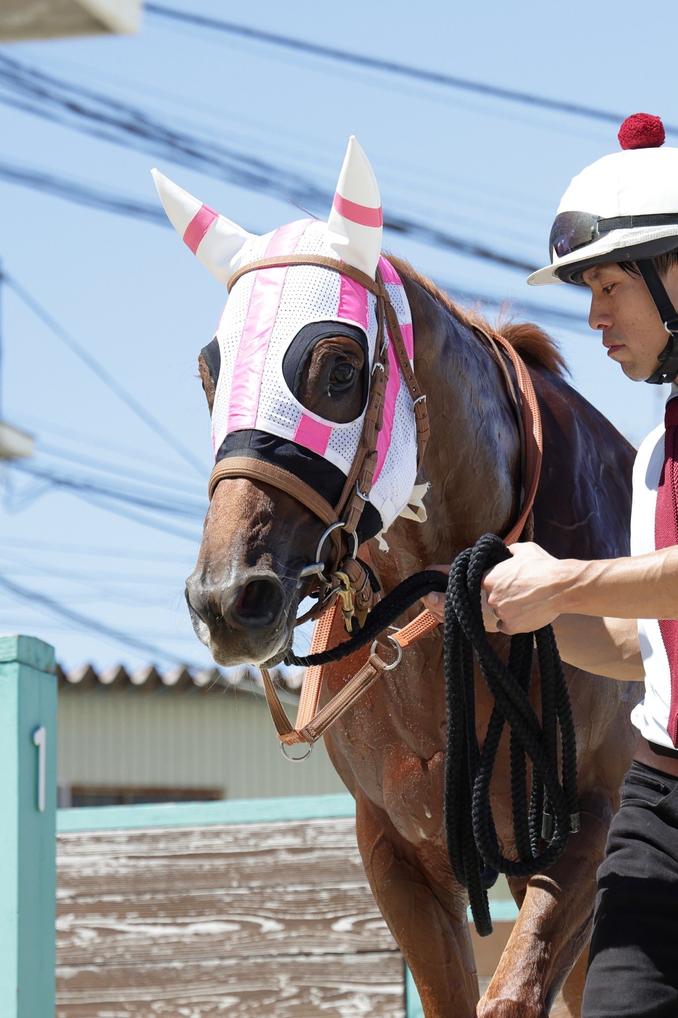 牧場ウマウマ morimoto stable on X: 