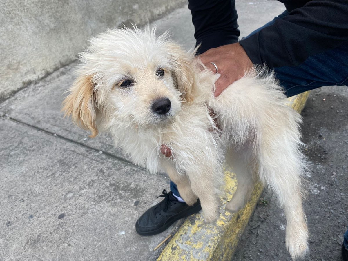 diana_dfc's tweet photo. Nenita de 6 meses en adopción responsable , urge HT o adopción ya que no tendrá mucho resguardo @MascotasSismo @mayumiguillen @perrososmx @acano52 https://t.co/Ry3IIDhyQe