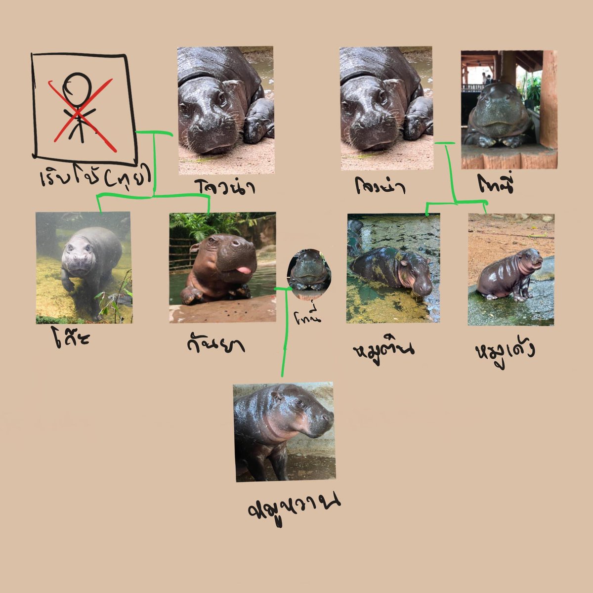 paijourneyma's tweet image. อันนี้สวนสัตว์เขาเขียวเขาทำไว้ค่ะ