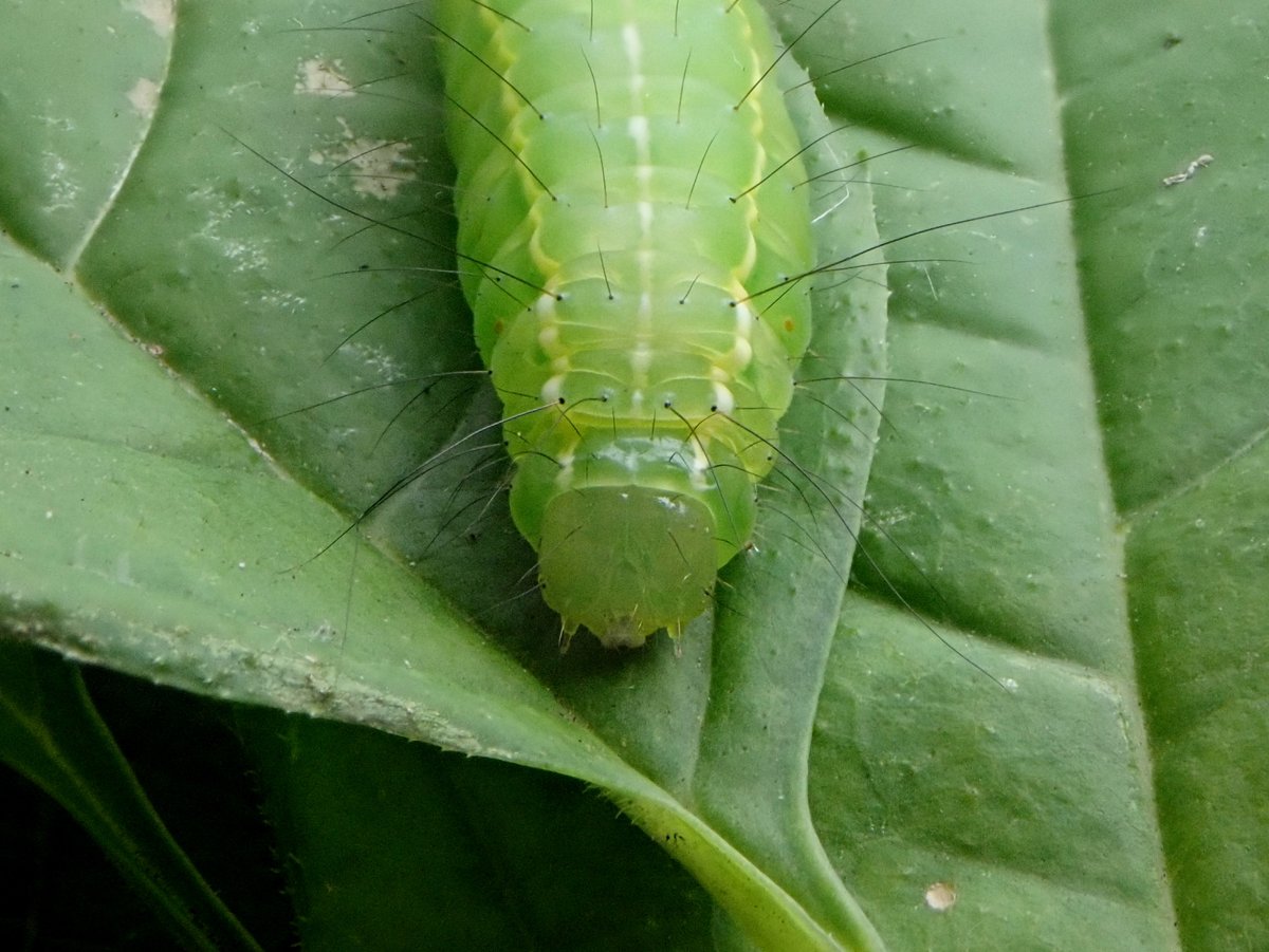 Coronet (Craniophora ligustri) caterpillar from Wild Privet in Wiltshire this week. Not seen one of these before. #MothsMatter
