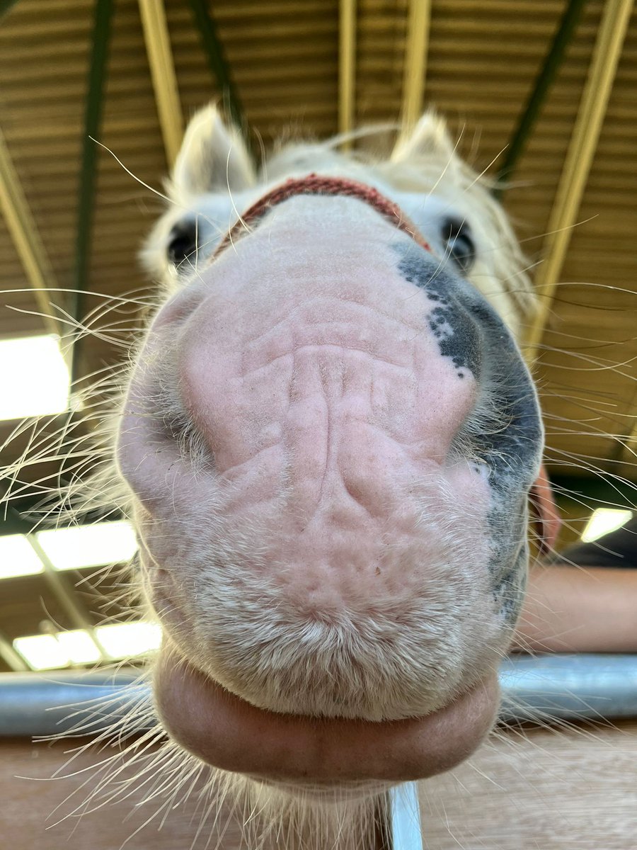 RedwingsHS's tweet image. That is a big boop Robin! 😆👃 #MidWeekPickMeUp #RedwingsOxhill

📷 by Redwings staff member Jaz

redwings.org.uk/visit/oxhill