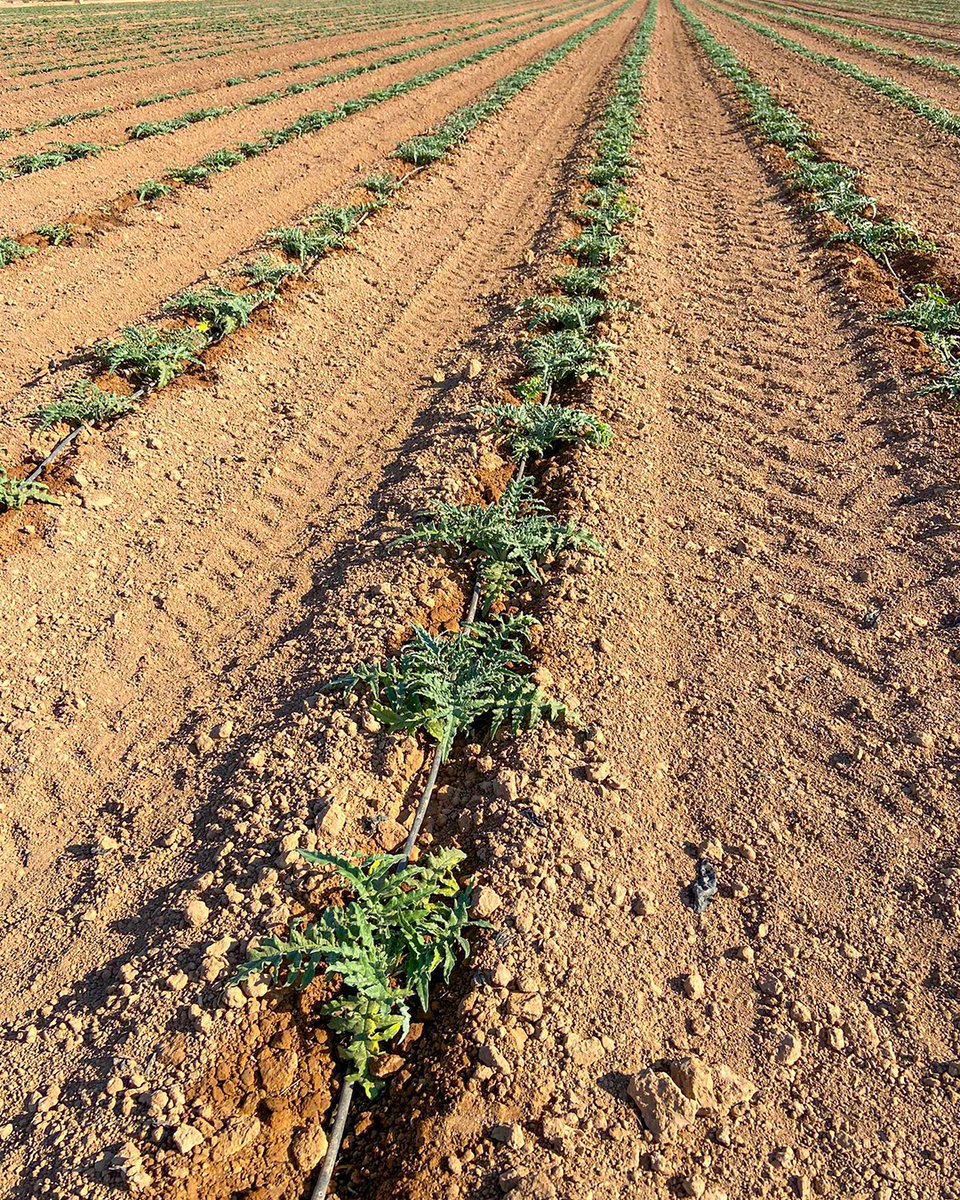 Mercagrisa tweet media