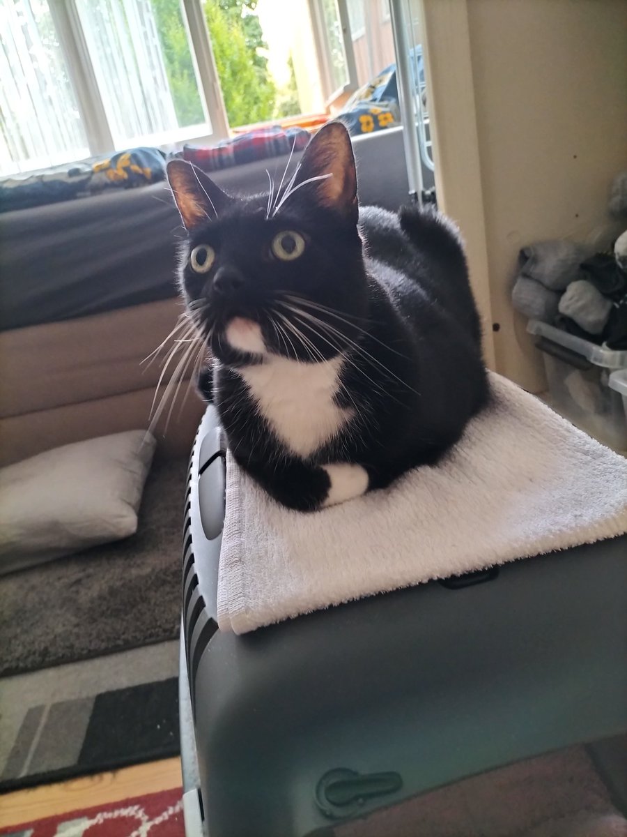 Nun mach mal das Fenster zu! Mir ist kalt! 🥶🐾🐈‍⬛