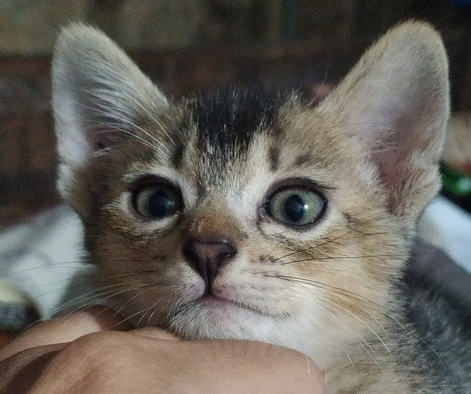 Pets 🐈🐕🦺🐇🐦 Fess tweet media