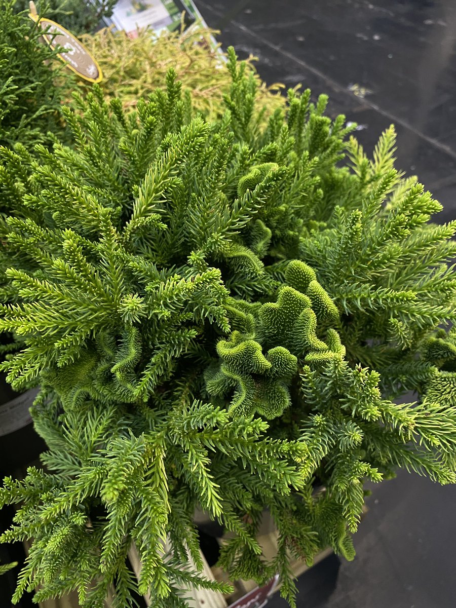 AlanEDown's tweet photo. This Cryptomeria #conifer with part #fasciation caught my eye @Glee_Birmingham in the plant area. 
It’s from Golden Valley Nursery and apparently sells well. 
Do you like it?
@HTAnews https://t.co/LPTTiFrP26