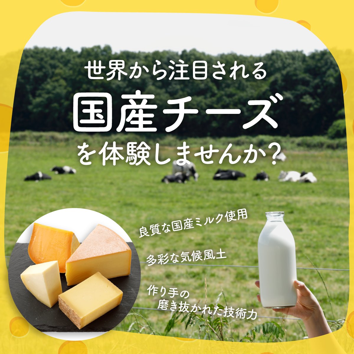 CheeseFunFanFun's tweet photo. ＼#国産チーズ は日本の食事に合うってほんと？／

世界でも注目されている国産チーズ🧀
その多くは海外のチーズより味が穏やかで、和食にも合うんだとか😋

#CheeseFunFanFun ではそんな国産チーズがたくさん試食できます！
ぜひ会場で体験してくださいね🌟

詳しくはこちら👉https://t.co/8DCA4QWwvb https://t.co/gc5kizX6Fd