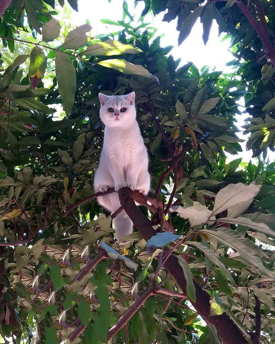 petsfess's tweet photo. Hantu pohon mangga . . pets! https://t.co/xXFHsPHLo3
