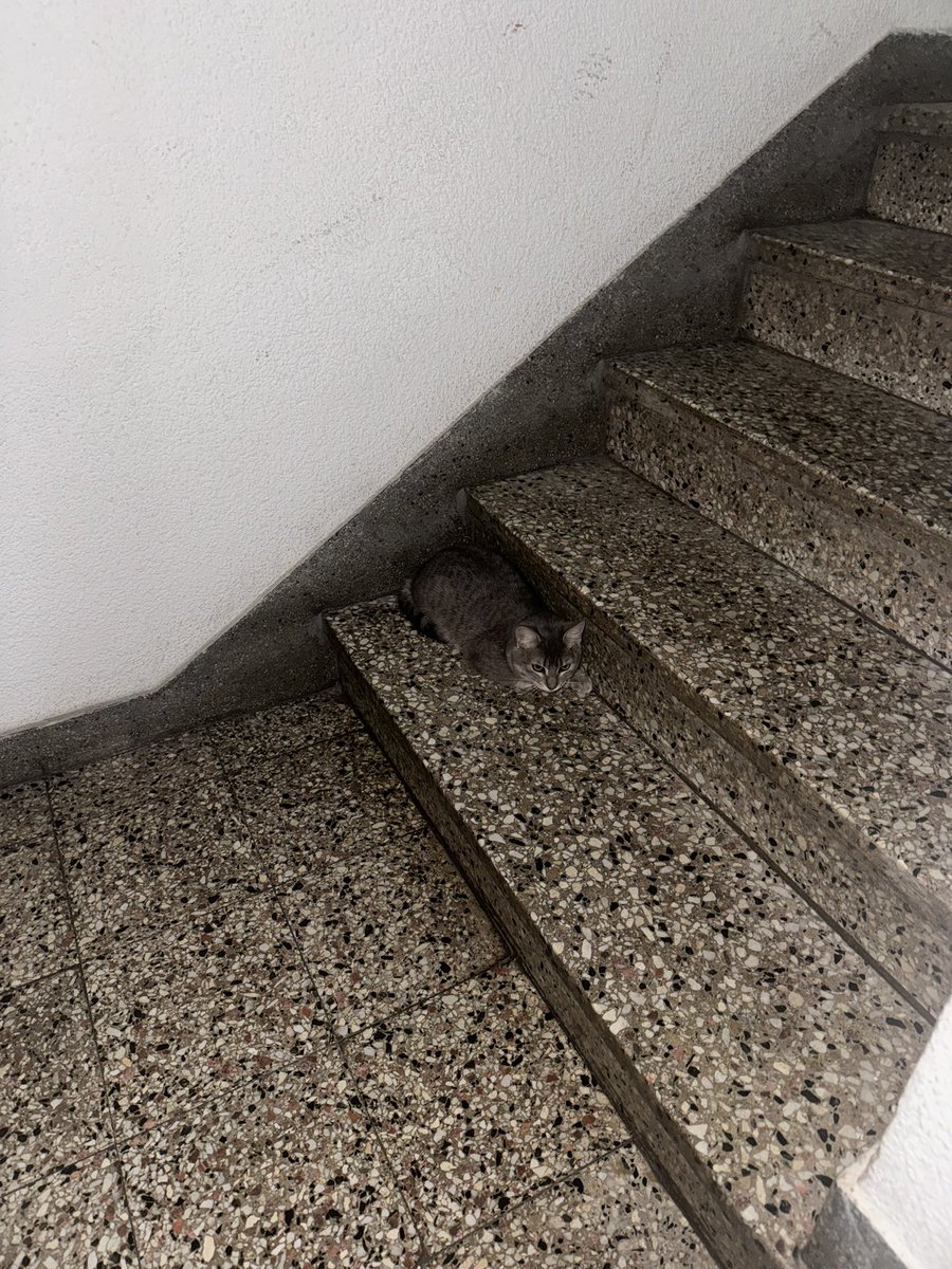 kittyhedgehog_'s tweet photo. Primera escapada de casa sali a buscarla en este barrio de mierda a las 2 de la mañana, llore, me bajo la presion, vomite de los nervios hasta pense en matarme y se me ocurrio buscar piso por piso y la encontre en el tercer piso asi a la pelotuda de mierda encima se camufla https://t.co/g0yaWIZ5x5
