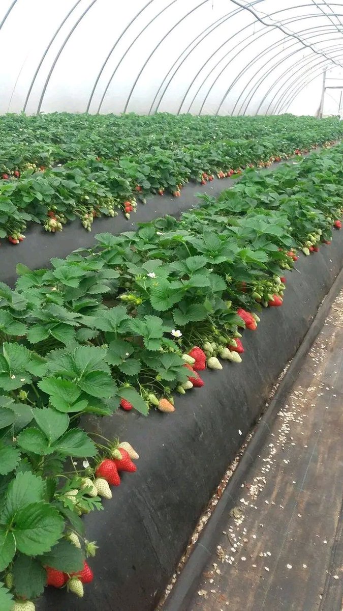 JoelOptimist1's tweet photo. Dear farmers, today weโre diving into the basics of raised beds โ a simple yet effective gardening technique that elevates the planting area for better growth conditions.
Letโs get started! #InvestInAg https://t.co/aVOHLc2ATL