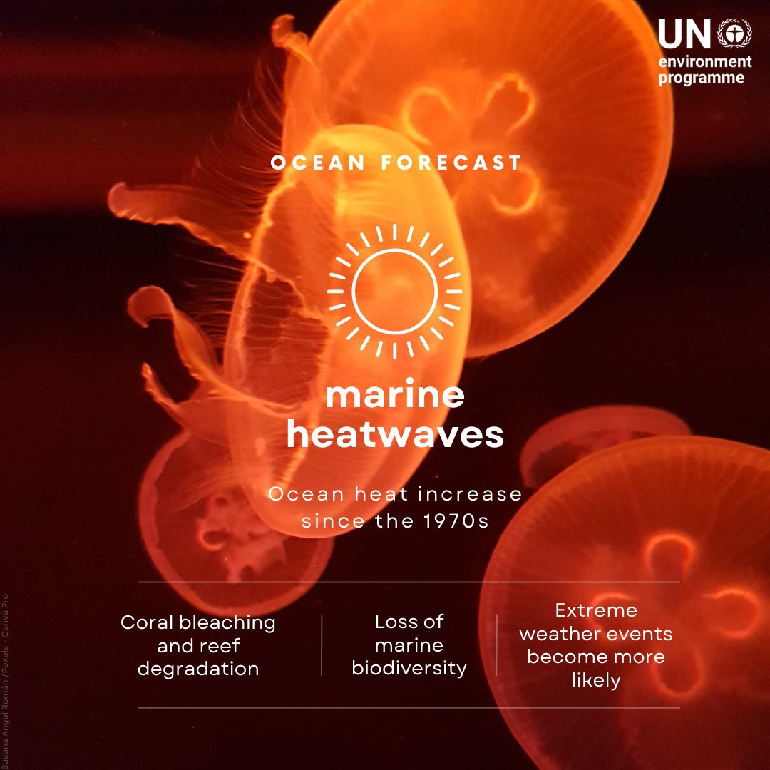 The ocean is hotter than ever – marine heatwaves have doubled in frequency, &amp; have become longer-lasting, more intense &amp; extensive since the 1980s, according to the <a href="/IPCC_CH/">IPCC</a>. 

Urgent #ClimateAction is needed to #SaveOurOcean &amp; ensure a better future.

unep.org/news-and-stori…