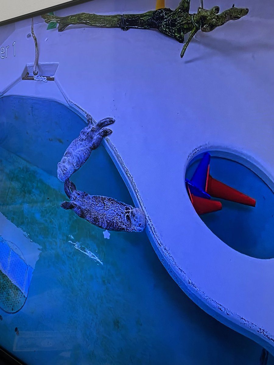 _mi_ke_no_ko's tweet photo. 鳥羽水族館のラッコ定点カメラ🦦
メイちゃんの寝るポジにキラちゃん漂流してくっつくまでの流れが可愛かった https://t.co/ZQOdAkVWCx