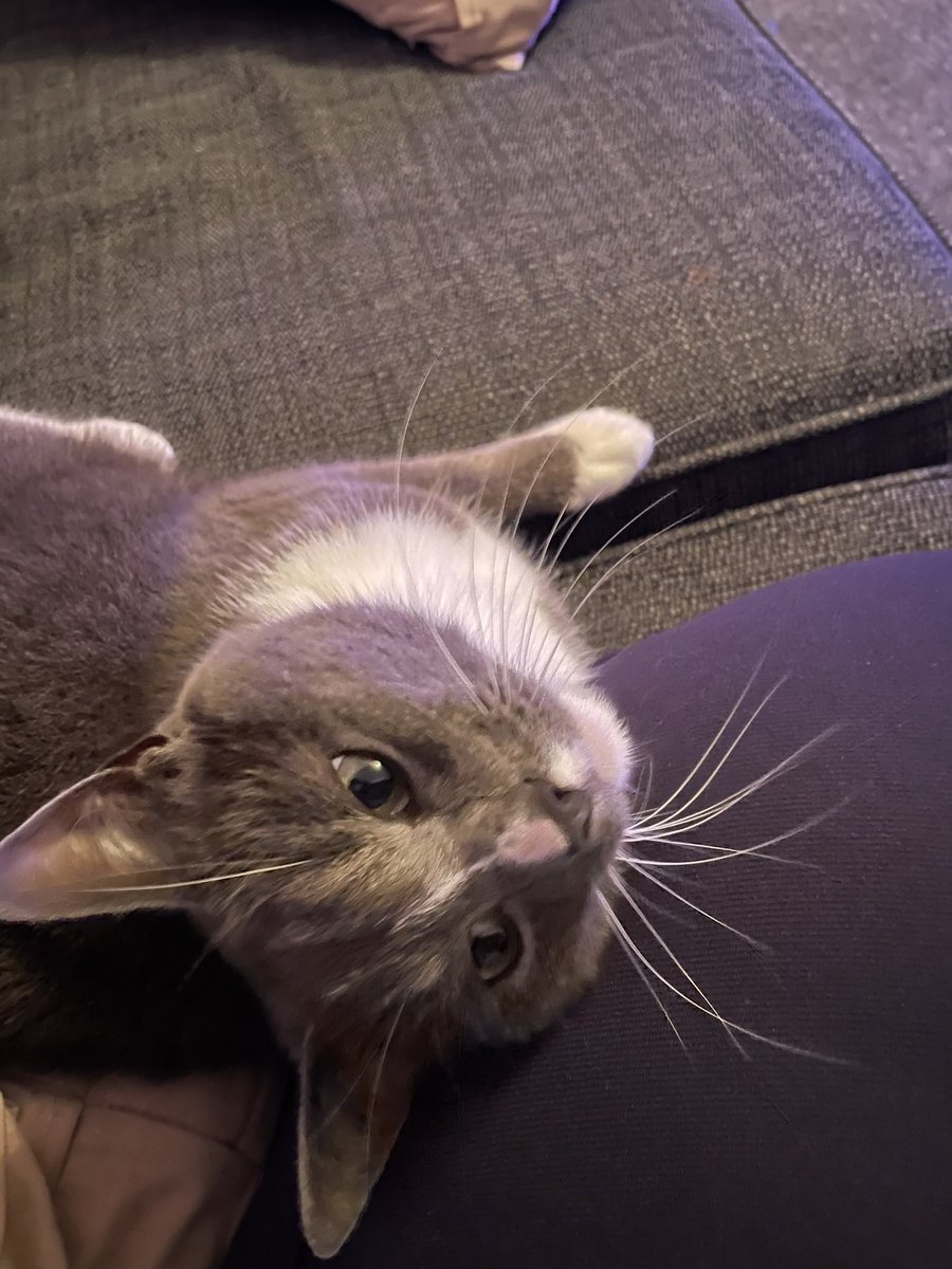 nicdiddy82's tweet photo. @NinnyCat @Bencat90866404 Right back at you for #whiskerswednesday been out for my morning stroll but decided to come back in. Doing my best cute impression despite my real personality lurking beneath #devilcat https://t.co/oprwSxS9v5