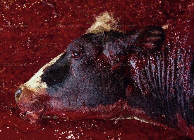 Son_of_Space's tweet photo. People who cling tightly to established norms, no matter how violent or existentially destructive, become very defensive when invited to discard such conventions, mainly because they view any deviation from their conformism as a criticism of themselves.

#EndSpeciesism 
#BeVegan https://t.co/0bXcuTqBfe