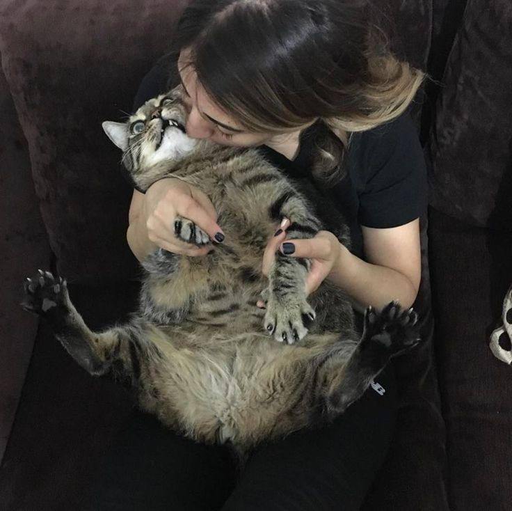 По статистике, 9 из 10 котиков регулярно подвергаются поцелуям без их согласия