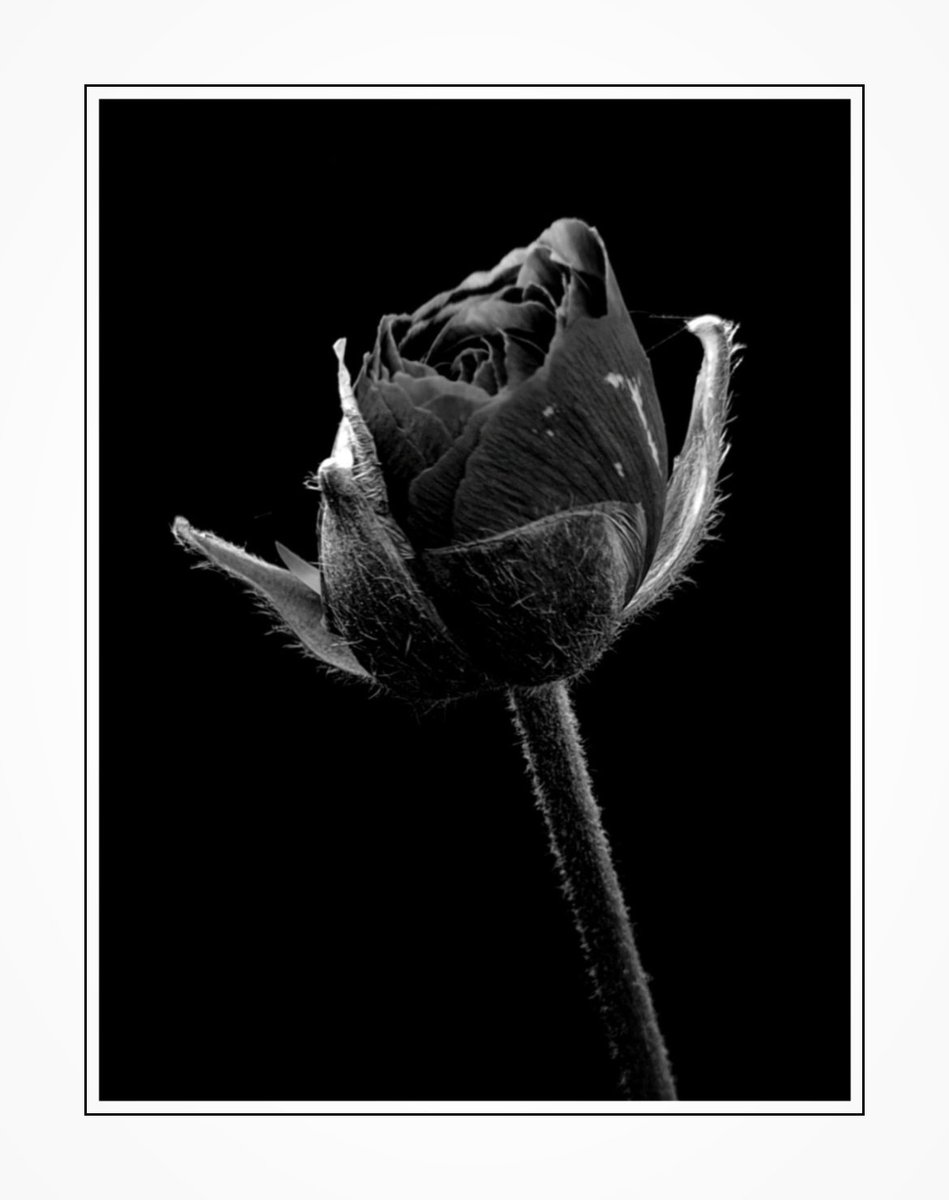 "Black Beauty!"

#RoseWednesday 
#Rose
#GardeningTwitter 
#NaturePhotography