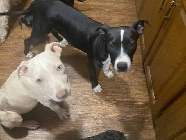 puppiessale's tweet photo. 2 rescued Pitbull puppies needing a home https://t.co/c12FARQPH0 https://t.co/yyr9ICrYl6
