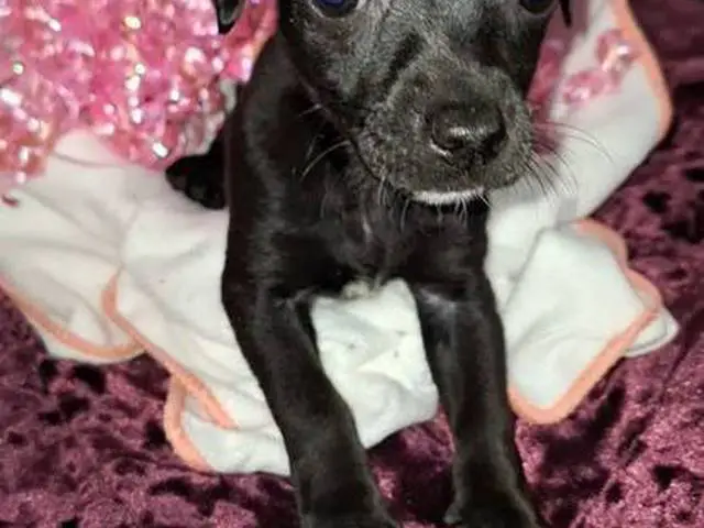 puppiessale's tweet photo. 10 weeks old Chihuahua Weiner dog mix puppies https://t.co/vhAWp26nk3 https://t.co/hu7vB1oT6c