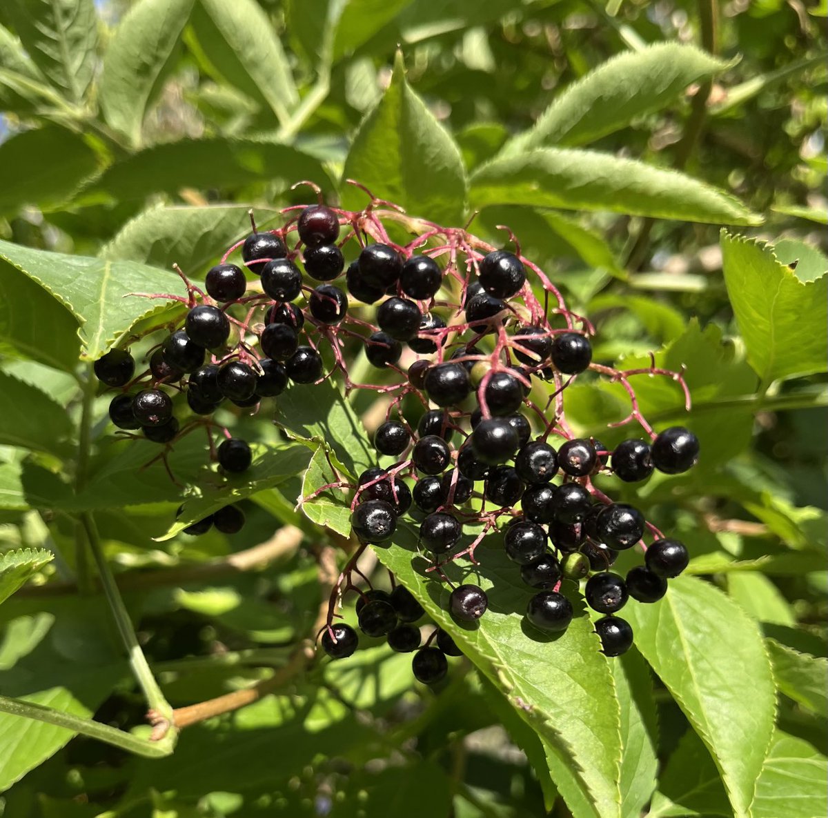 Louise Isager Ahl tweet media