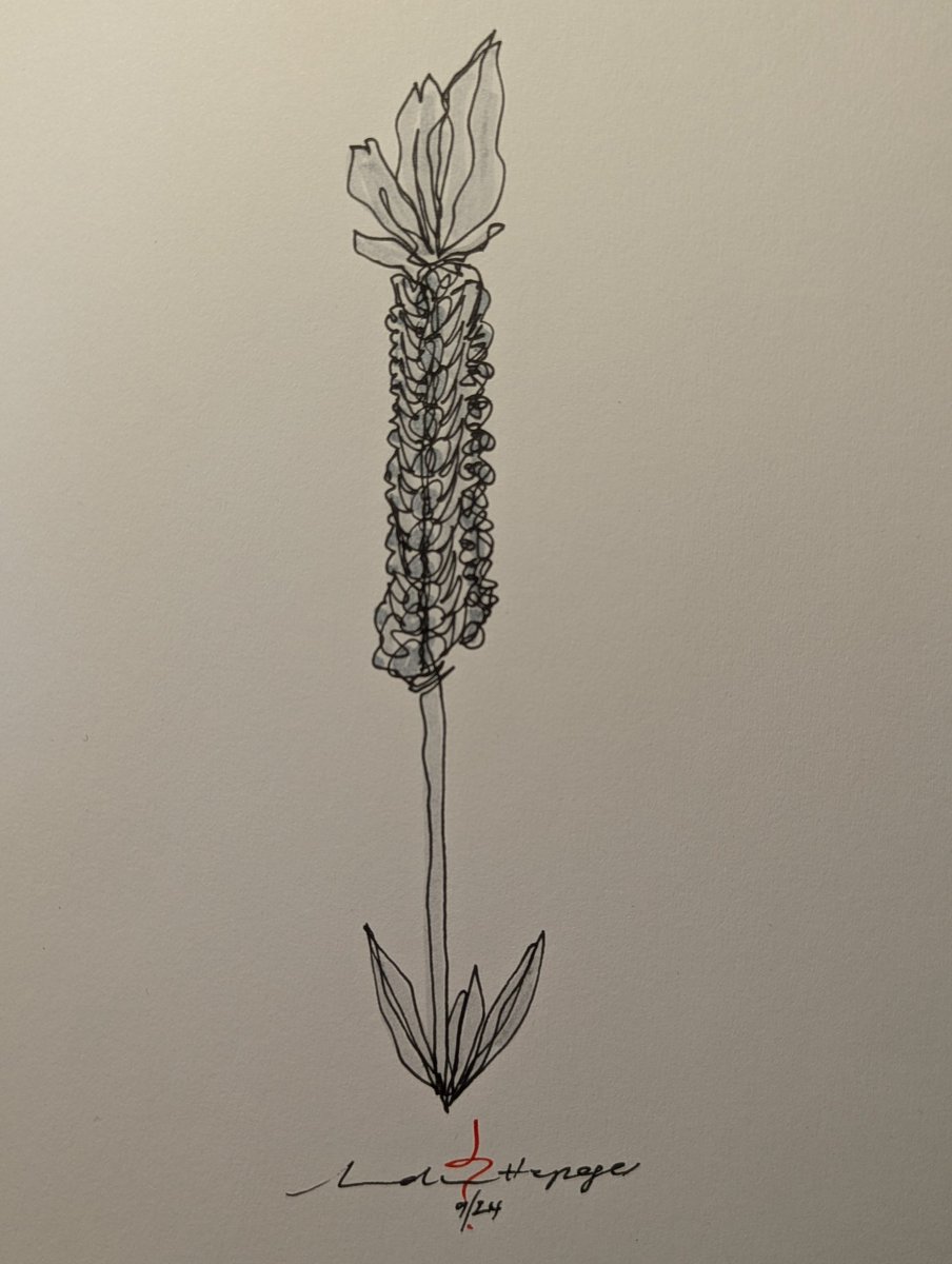 RevHappiness's tweet photo. There Is Always A Beacon To Warn You Of Danger
Lavender in Grayscale
Felt pen on A5 paper

#ContinuousLineDrawing #SingleLineDrawing #SingleLineSketch #LineDrawing #Staedtler #StaedtlerPens #TombowMarkers #TombowBrushPens #TheDrumAndPage #TitlesThatSoundLikePostRockSongs https://t.co/pALcFUWSdU
