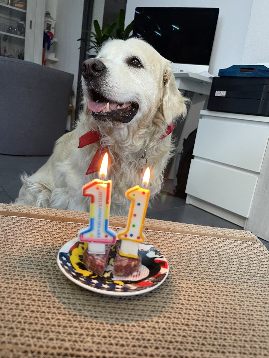 Julien_27LS's tweet photo. Les ballons pour mon chien 🎊 11 ans ! https://t.co/QuXZ9kAHBL
