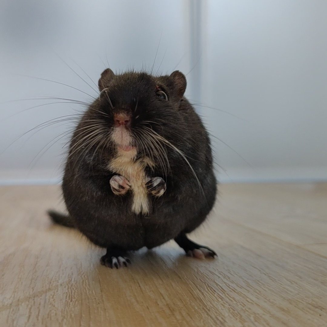 "Helllooooo? Do I get seeds or will I starve?"
- Oki Maus