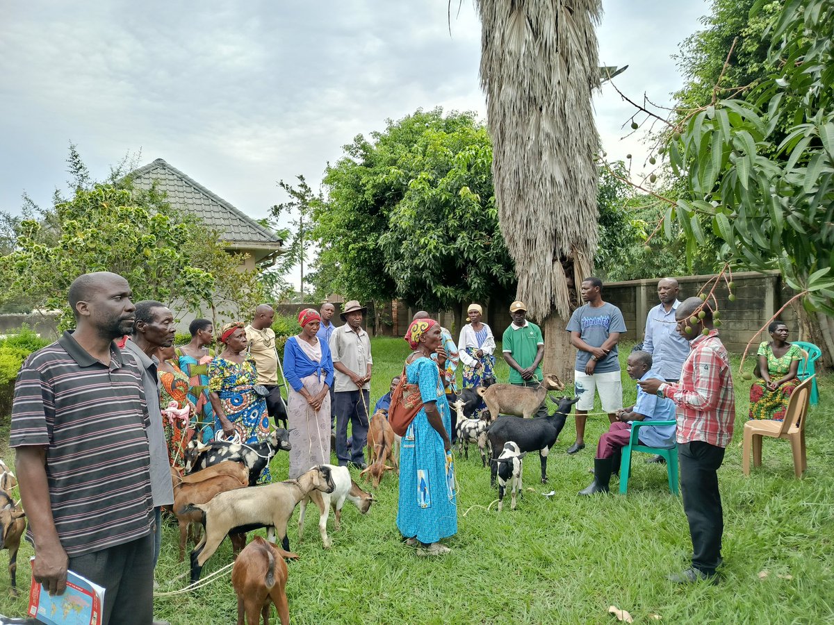 GlpcUg's tweet photo. Sustainable Outcomes for Disaster-Affected Households in Bulembya: Project Update
@GlpcUg has successfully completed the handover of 25 goats to 25 beneficiary households,...
1/
@giz_uganda | #SpiritInAction
#ClimateChange
#ClimateConflictSecurityPeace
#SDG13 https://t.co/XzT5mmlQaO