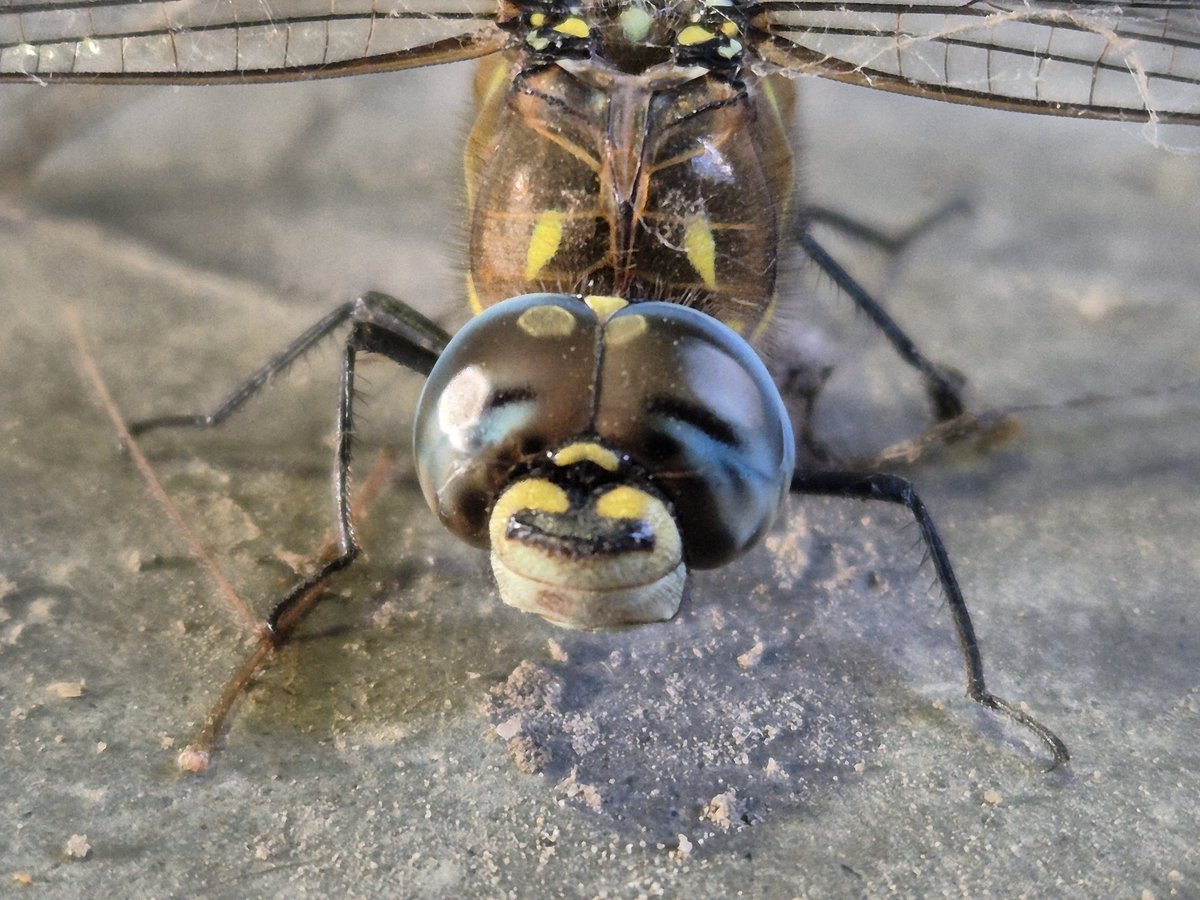 MirjamNelisse's tweet photo. Hoog bezoek @insectenopdebo1, een paardenbijtet aldus #obsidentify. Mooie close up kunnen maken en daarna buiten vrijgelaten. https://t.co/nB7taAWdaa