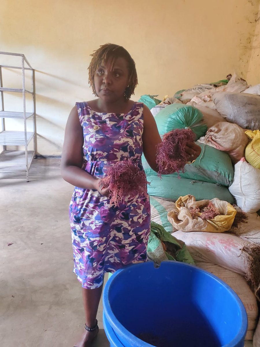 kirdi_kenya's tweet image. Our teams are mapping value chains in Samburu, Baringo, &amp;amp; Kwale. Supported by the KIEP project, an initiative implemented by @MITIKenya with support from @WorldBankKenya, the teams are engaging local cooperatives and conducting Technology Needs Assessments. #ValueChainMapping