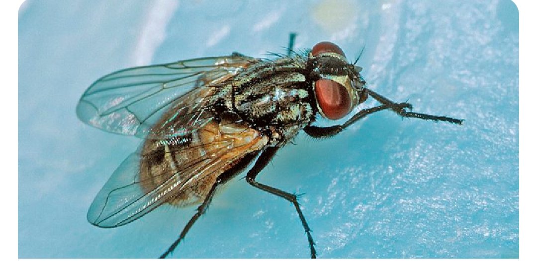 Emmabisco's tweet photo. *•GoodMorning•*
*#BlissfulDay*
*#HappyMidWeek* 

House flies can spread over 100 different pathogens! Keep your home clean and garbage sealed to prevent infestations.

*•BeSafe•*
*•FumigateNow•* 
🕷🕸🦂🦗🐜🐍🦎🐀🦇🐊🦀🐛🦟 https://t.co/qBAxqBn8KW