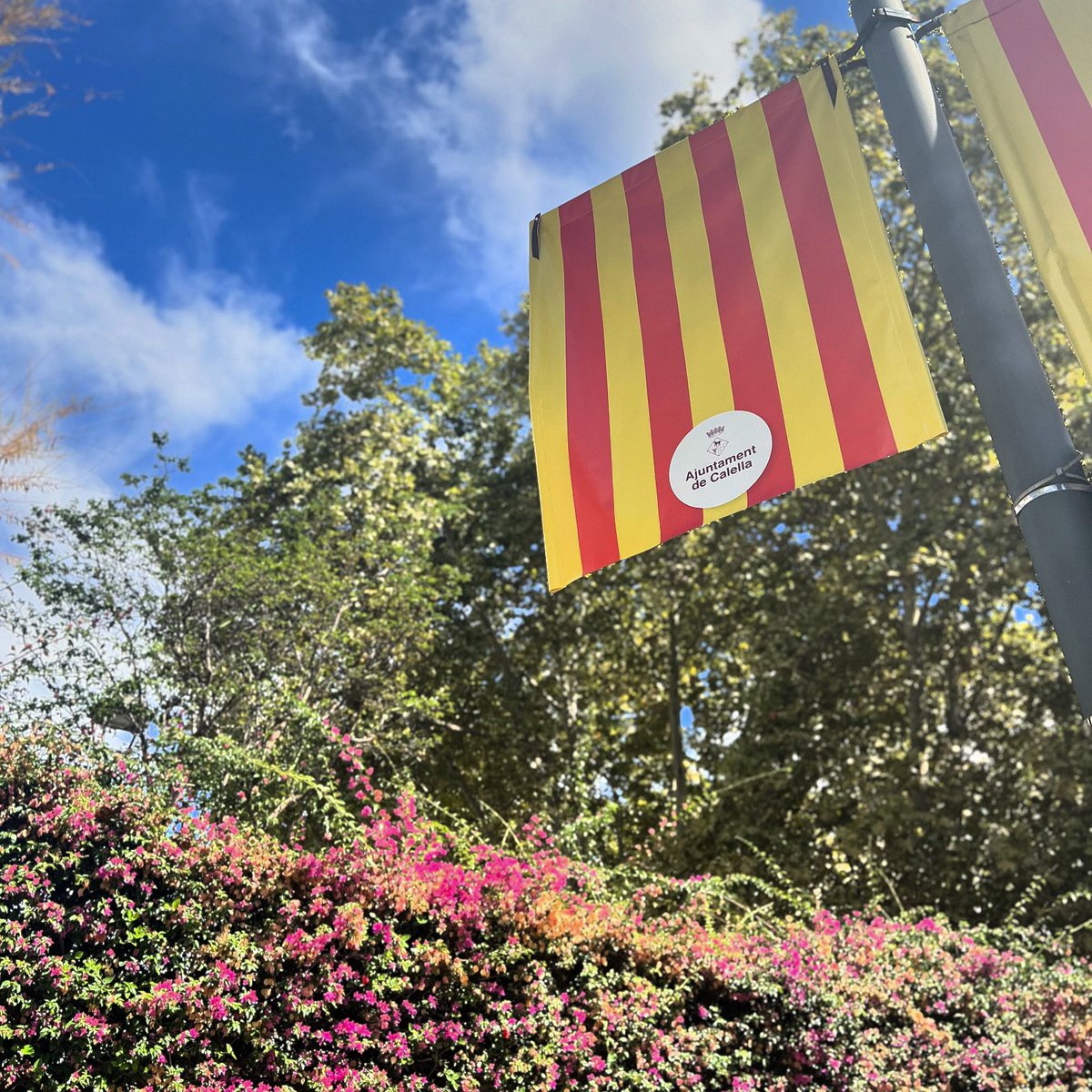 calellabarcelona tweet media