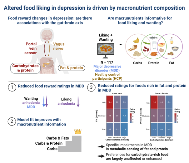 Nils Kroemer (@cornu_copiae) on Twitter photo Can we use macronutrients to understand altered food reward in depression? Our new preprint shows that patients with MDD report lower wanting & liking for foods rich in fat or protein (vs. carbs).
Work w/ <a href="/lilly_thurn/">l.trn</a>, <a href="/Cor_Et_Cerebrum/">Corinna Schulz</a>, <a href="/DibaBorgmann/">Diba Borgmann</a>
medrxiv.org/content/10.110… Can we use macronutrients to understand altered food reward in depression? Our new preprint shows that patients with MDD report lower wanting & liking for foods rich in fat or protein (vs. carbs).
Work w/ <a href="/lilly_thurn/">l.trn</a>, <a href="/Cor_Et_Cerebrum/">Corinna Schulz</a>, <a href="/DibaBorgmann/">Diba Borgmann</a>
medrxiv.org/content/10.110…