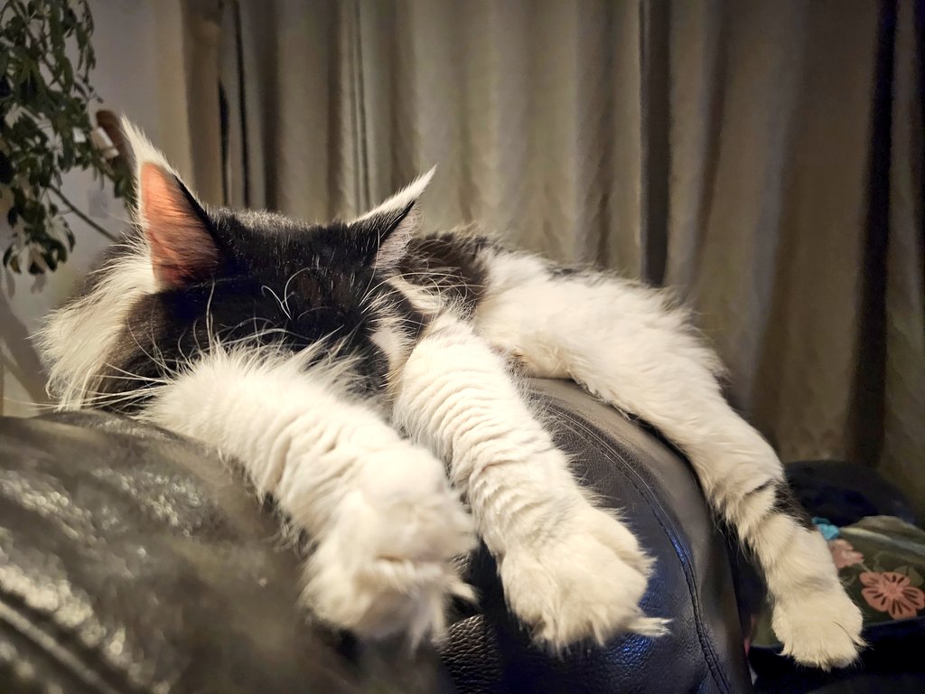 JoJoTrainers's tweet image. My energy levels today are reflected by #badpanda