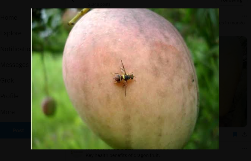 This has been  the most destructive pest causing heavy economic losses in mango farming #fruitfly.
Farm Track Consulting  has the best trap  use of Bactrolure  results to high yields.