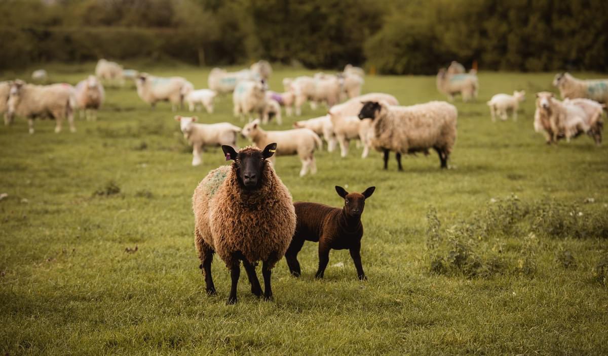 👩‍🌾Celebrating the finest British Meat and thanking all the dedicated local farmers here in Dorset on #BackBritishFarmingDay to all farmers up and down the country, producing fine meat, wheat, vegetables, milk, cheese, charcuterie and fruit for us all year round - we salute you