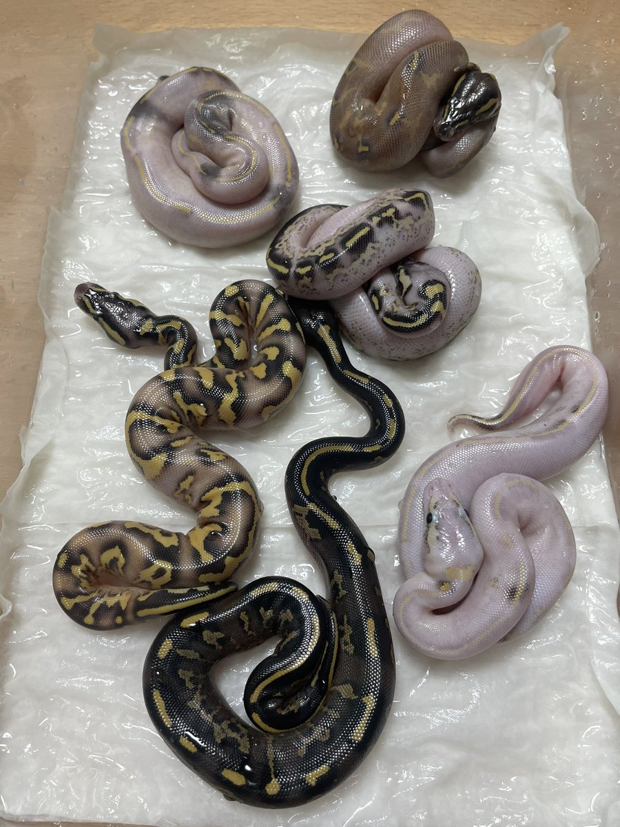 BMMorphsJapan's tweet image. Hatching Freeway x Freeway clutches never gets old. Especially if there’s Black Head in the mix. Even the Ivories hit different!

#ballpythons
#ballgame
#ballin
#freewayproject
#ボールパイソン