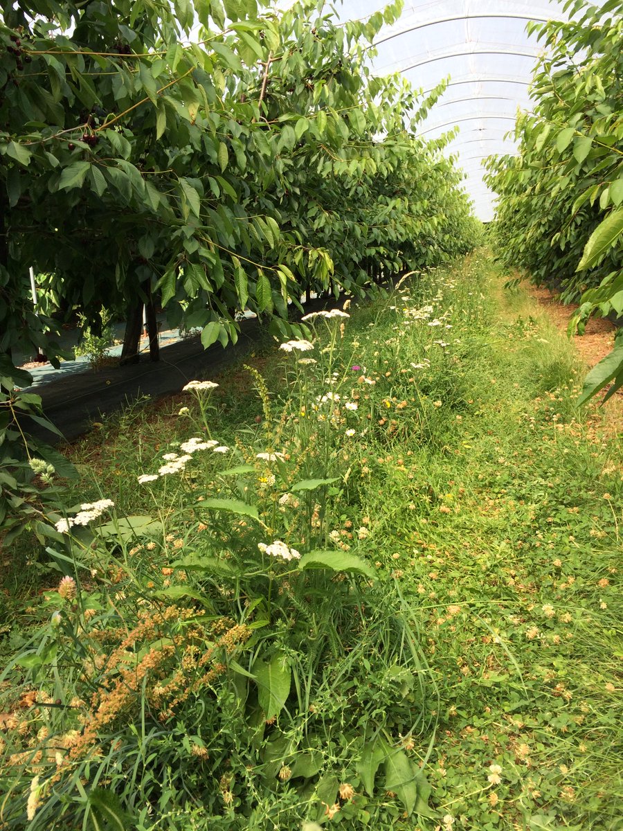 Our latest paper demonstrating the benefits of wildflower strips for cherry production in the UK! #SustainableAgriculture #IPM
Free download: frontiersin.org/journals/susta…