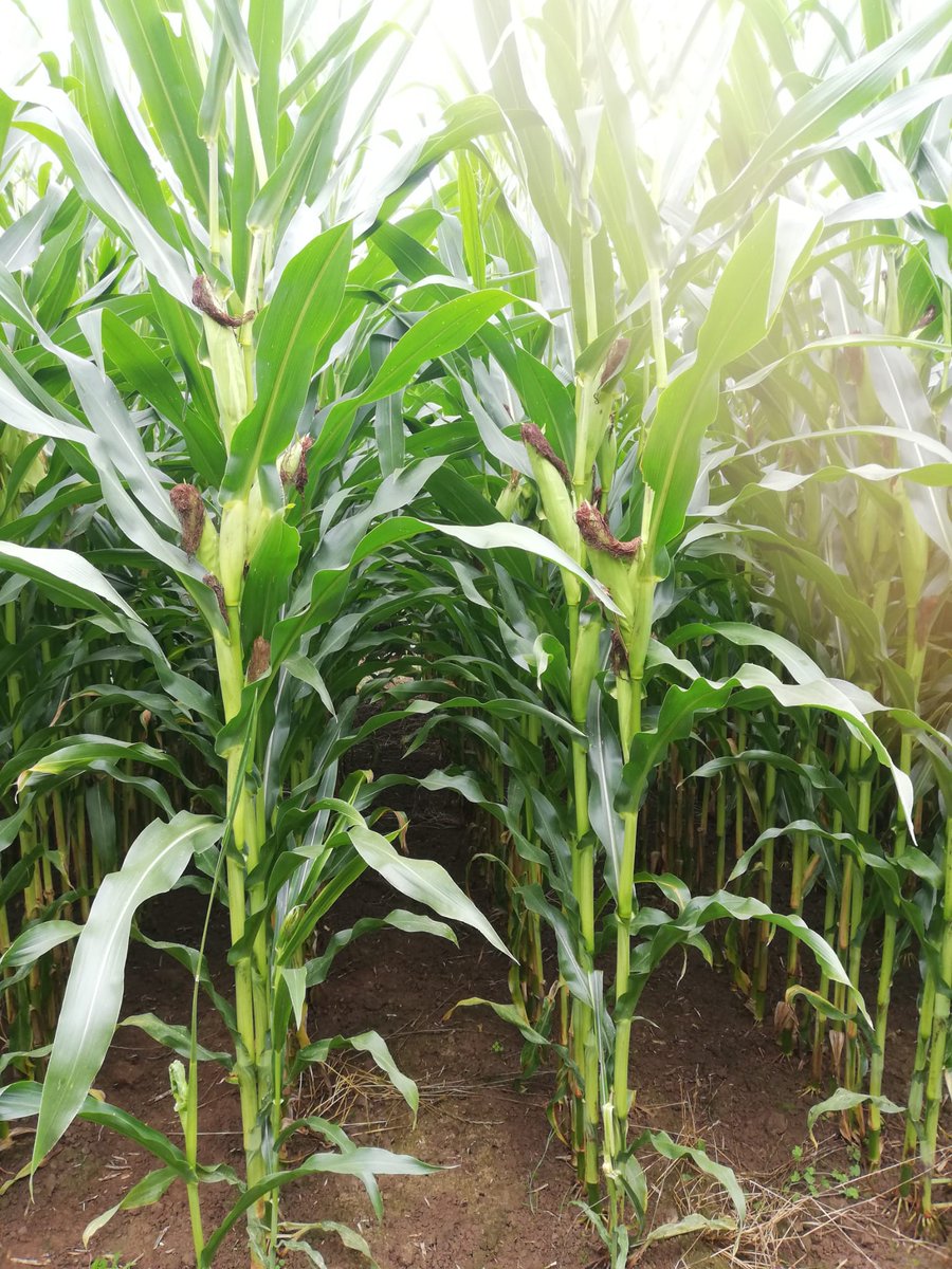 📌 Tour des parcelles #maïs
✅ Rendement prometteur
Malgré le retard en végétation ici dans la Manche et Hauts de France
Et vous ? Comment sont vos parcelles 🌽 ?
<a href="/Arvalisofficiel/">ARVALIS</a>
#FrAgTw