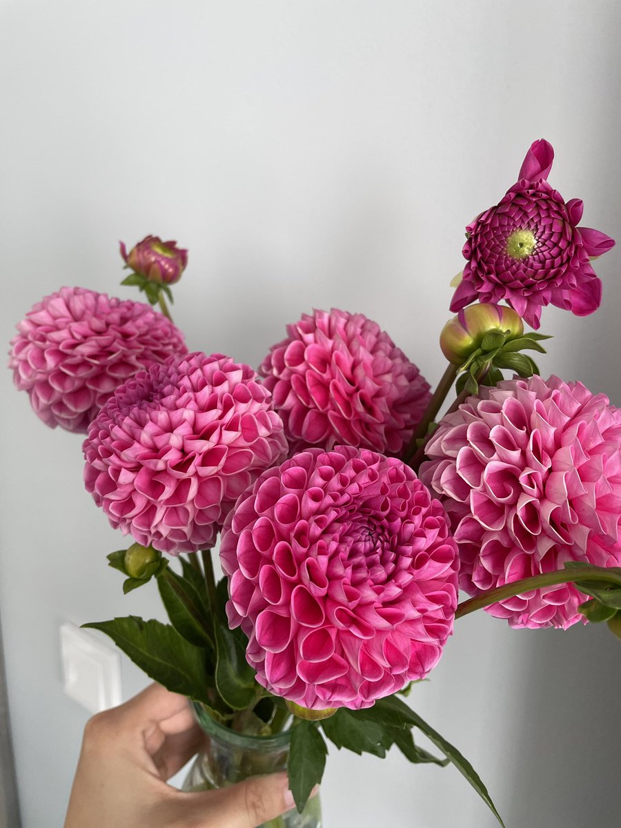 Worldiany's tweet photo. Esmu iemīlējusies šādās dālijās 😍Apsveru iespēju sākt viņas audzēt 😅 https://t.co/dedHjSQxxV