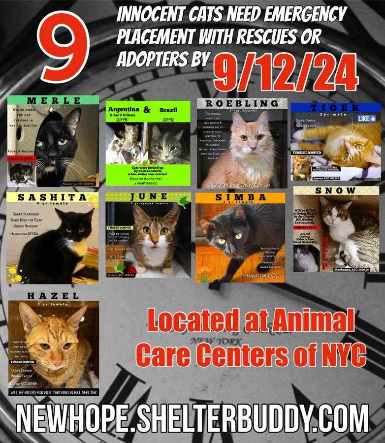 JLthekid9999's tweet photo. 🆘🆘THESE 9 POOR CATS – SIMBA, SNOW, JUNE, ARGENTINA, ROEBLING, TIGER, HAZEL, MERLE AND SASHITA– ALL AT RISK OF EU ON 9/12/24🆘🆘

🚨🚨🚨🚨PLEDGES WILL HELP STIMULATE RESCUE INTEREST FOR ALL –  THE FOLLOWING ARE IN MOST PARTICULAR NEED OF PLEDGES: SIMBA (10 TIMES ON EPL AND TOO LOW ON PLEDGES -RUNNING OUT OF TIME);  SNOW (8 TIMES ON EPL AND TOO LOW ON PLEDGES -RUNNING OUT OF TIME); ARGENTINA, ROEBLING AND SASHITA – (ALL ARE MEDICAL PRIORITY AND TOO LOW ON PLEDGES GIVEN MEDICAL ISSUES).🚨🚨🚨🚨

SHELTER AT CAPACITY- THEY ARE ALL AT AN EXTREMELY HIGH RISK OF EUTHANASIA/SILENT KILL😱🔥🔥😱

NOW IS THE TIME TO ACT FOR THESE LITTLE ONES.

PLEASE SHARE AND PLEDGE IF YOU CAN- CONTACT RESCUES/FOSTERS/ADOPTERS

@Love_Cats_One

@AdamsPaulGrimke

Thank you