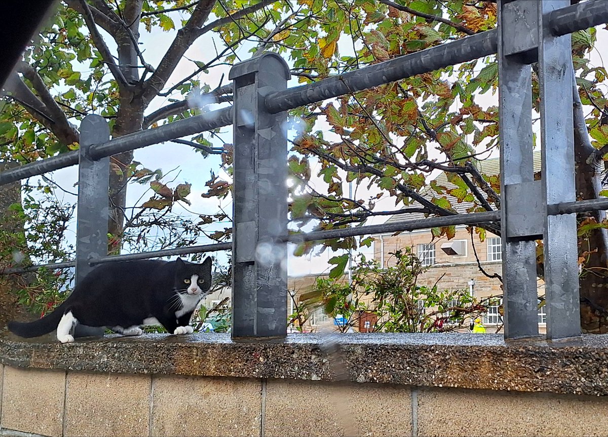 Orkney Library tweet media