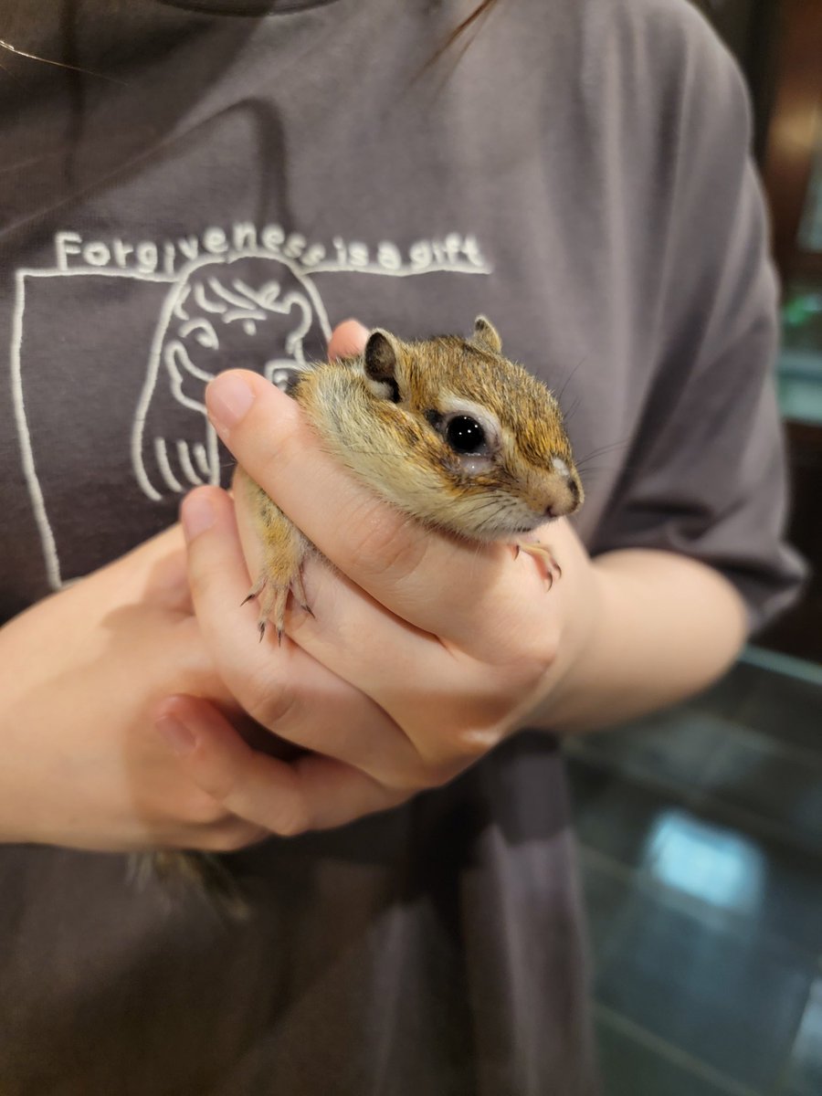 お迎えが決まっていたシマリスくん、お婿に行きました😊
とってもベタ慣れくんでした✨✨
これから沢山可愛がってもらって長生きしてね😊
お幸せに～💕

❄️ユキ❄️

#ふくろうカフェRicky盛岡店