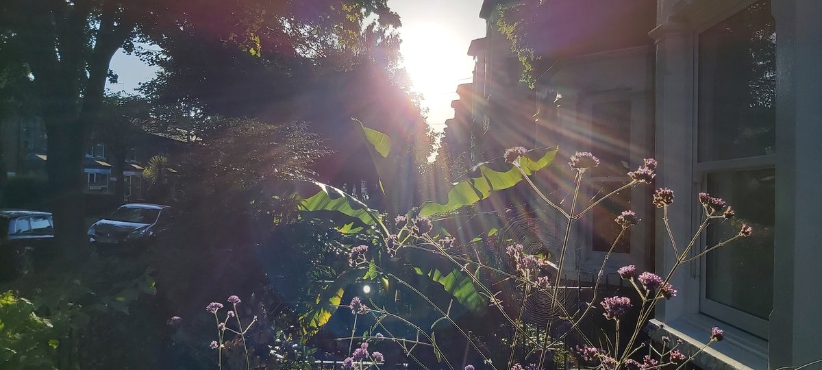 BeckGra's tweet image. Yesterday's early evening photos of the front garden.
#earlyevening #sunlight  #sunrays #cobwebs #plants #longshadows #shadows #hull #eastyorkshire