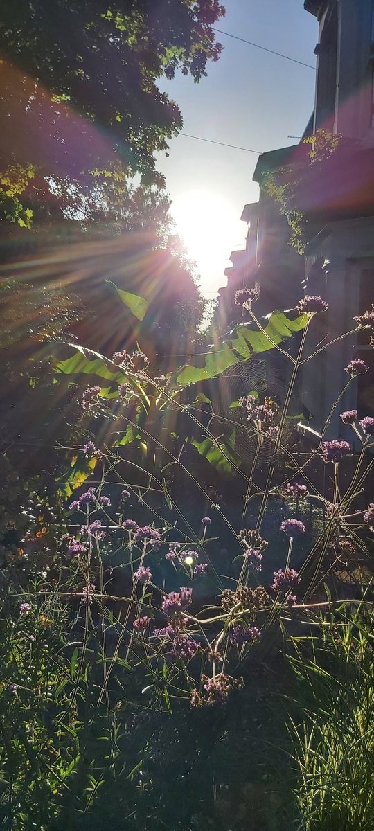 BeckGra's tweet image. Yesterday's early evening photos of the front garden.
#earlyevening #sunlight  #sunrays #cobwebs #plants #longshadows #shadows #hull #eastyorkshire